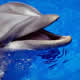 les dauphins